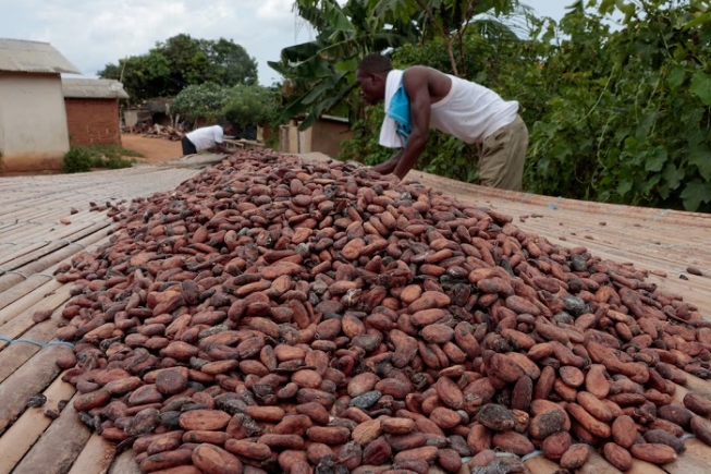 Cocoa prices to drop by more than 50% in 2026 – World Bank